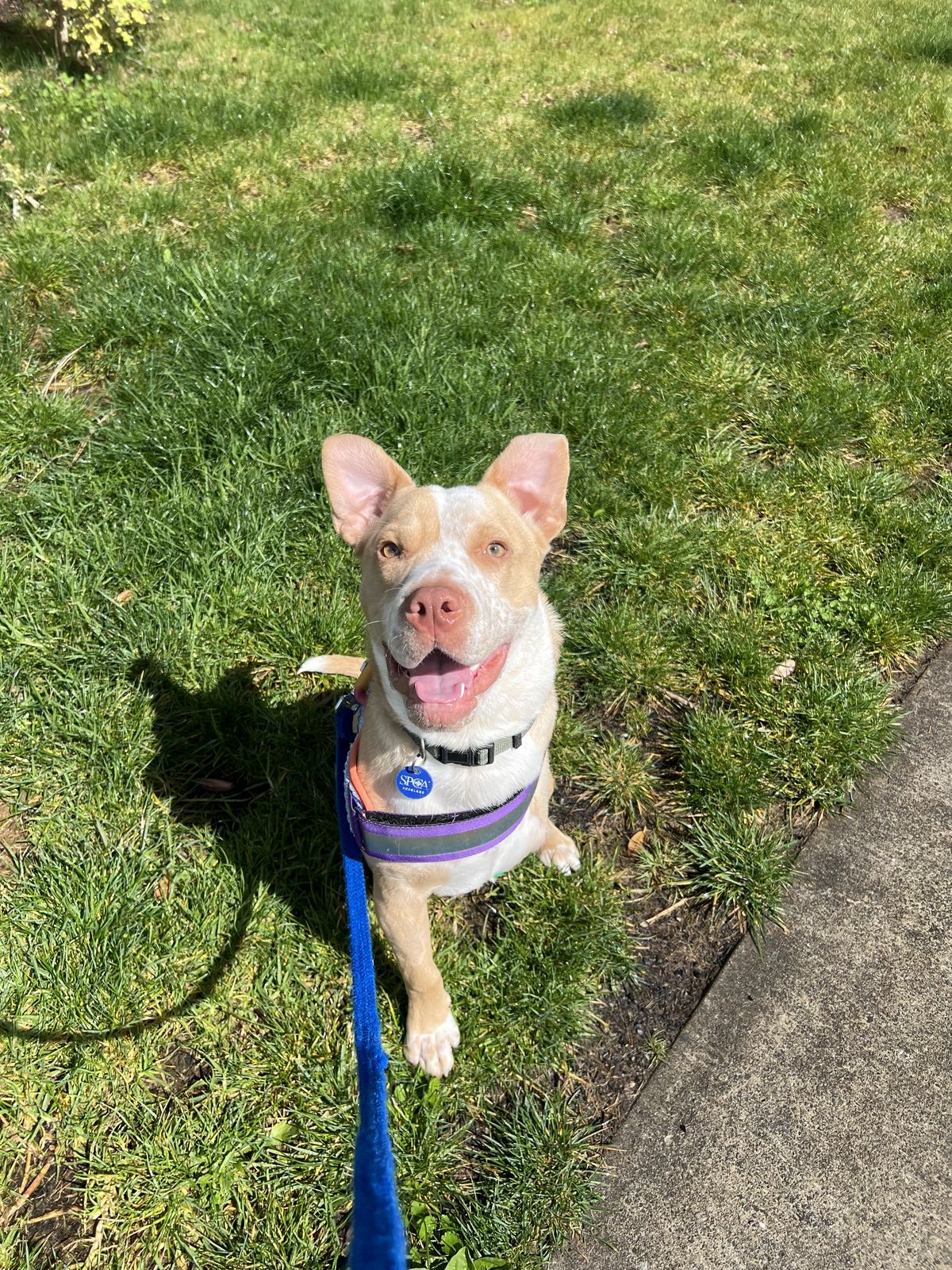 Gallery image: Apollo