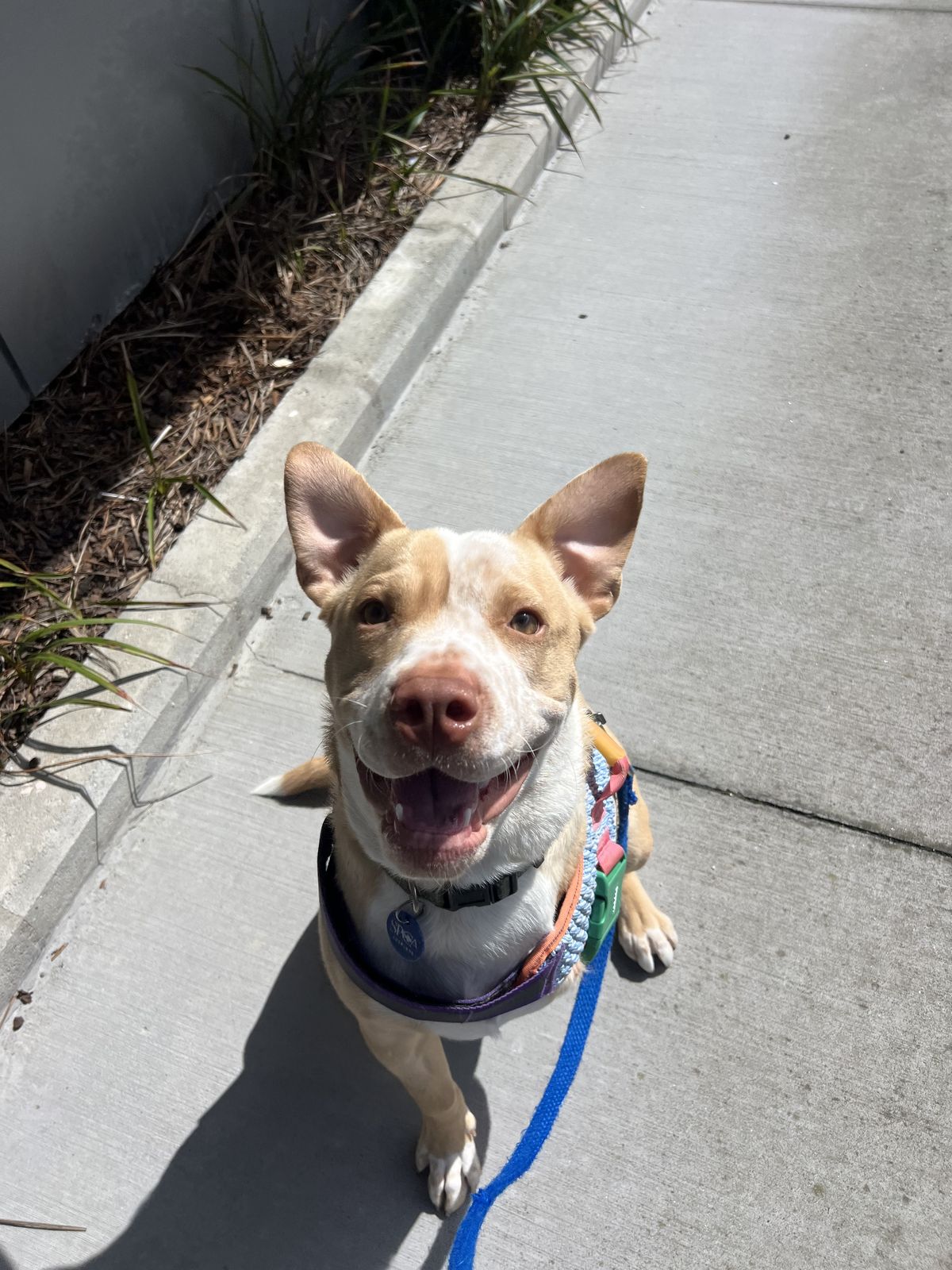 Gallery image: Apollo