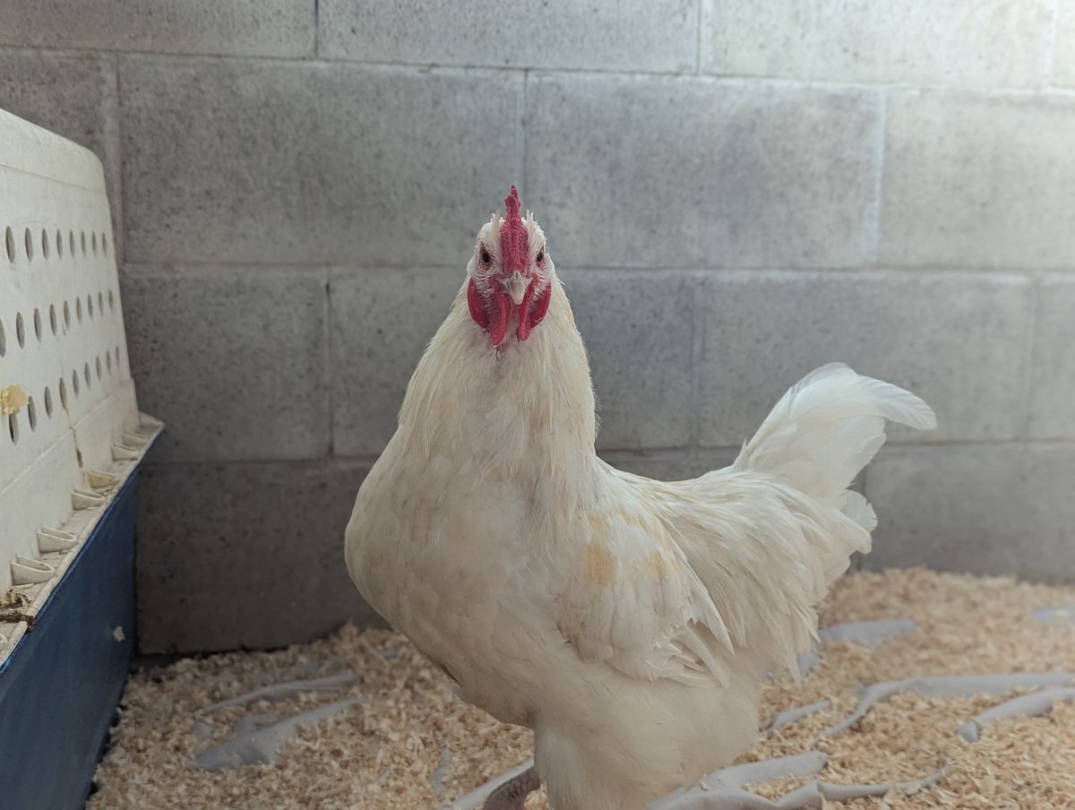 Gallery image: Junior