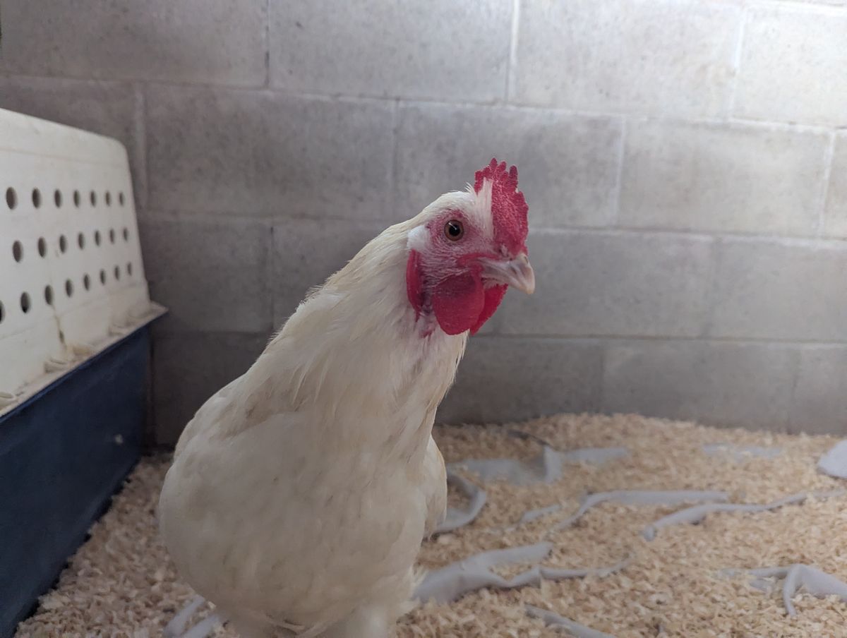 Gallery image: Junior