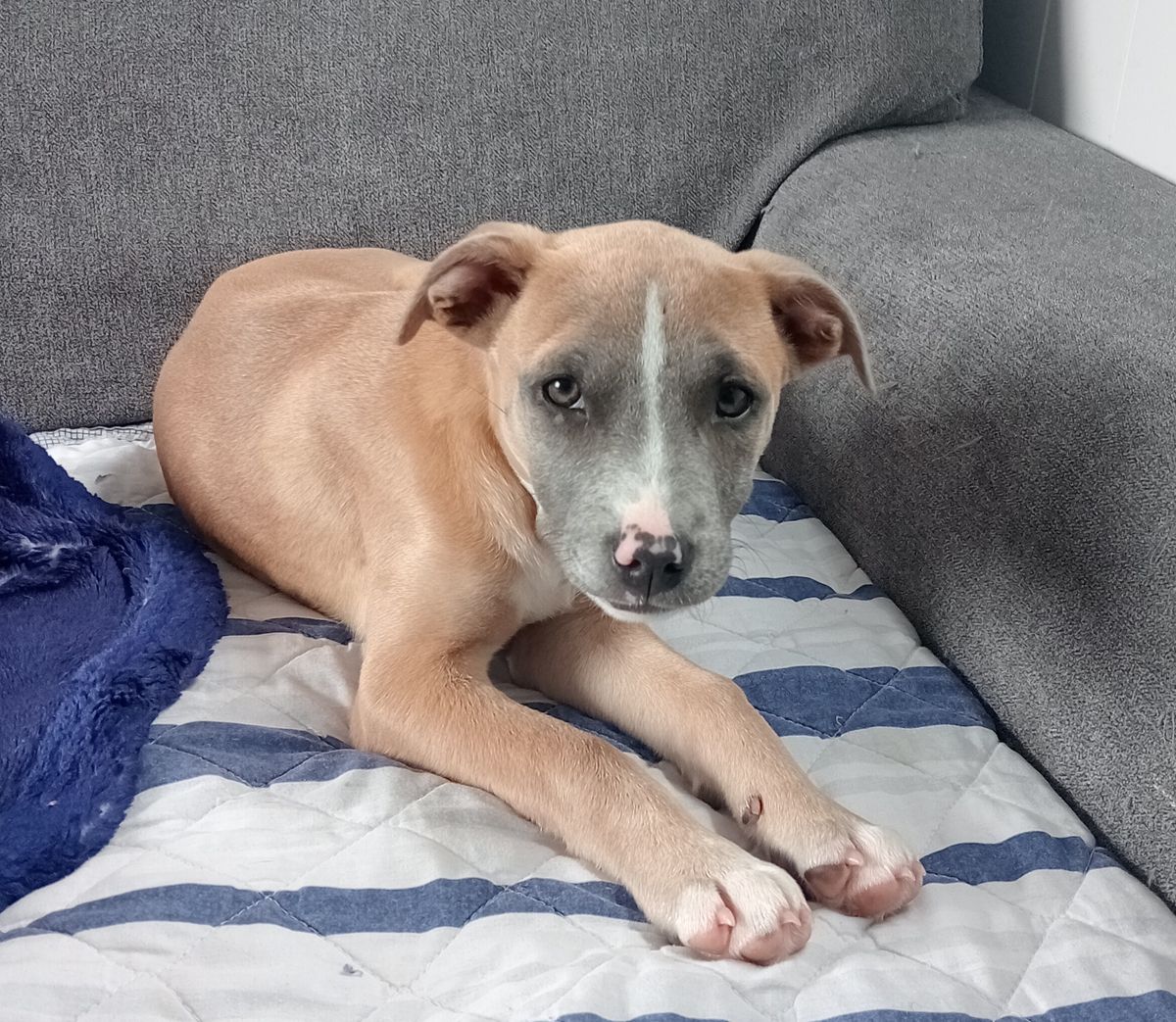 Gallery image: Ziggy