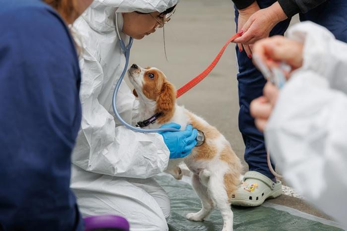 SPCA staff helping dogs