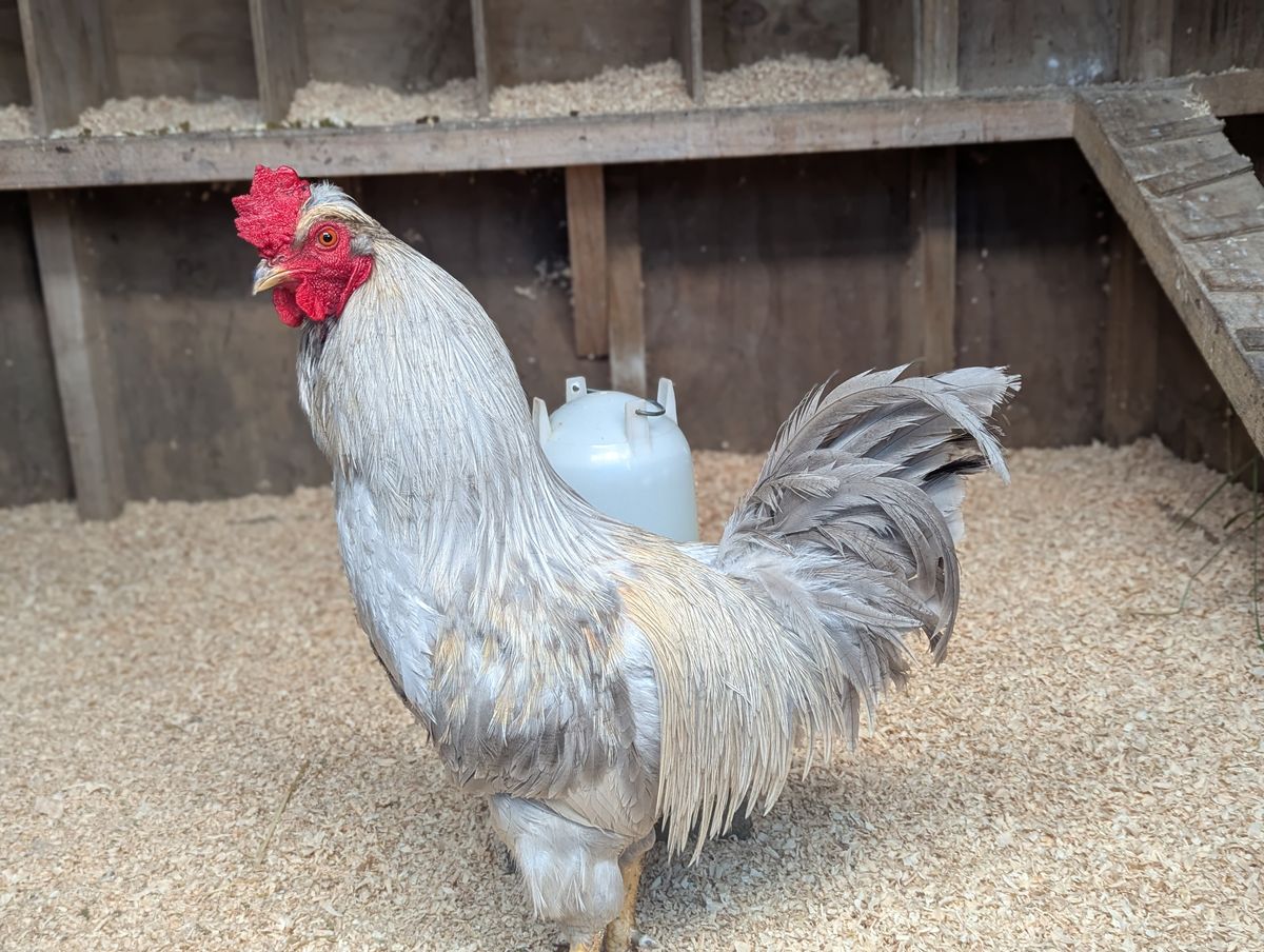 Gallery image: David Crowie