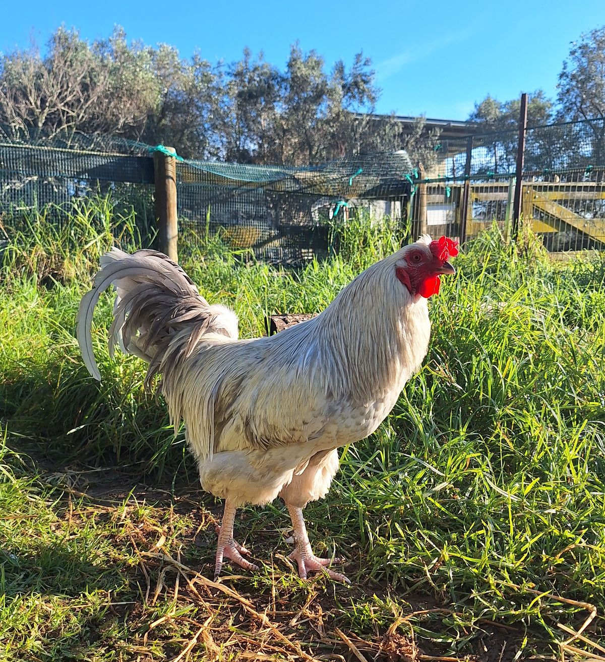 Gallery image: David Crowie