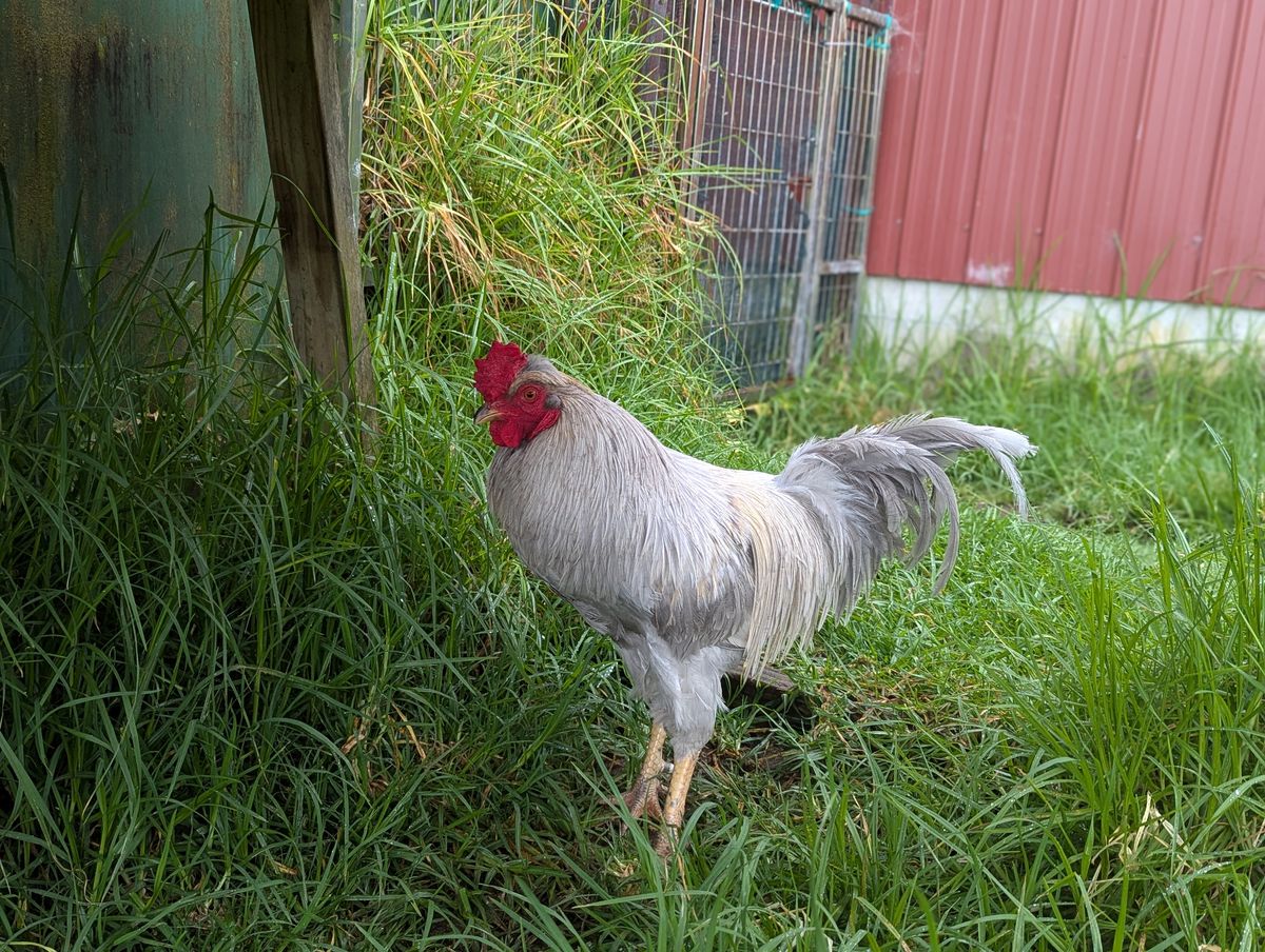 Gallery image: David Crowie