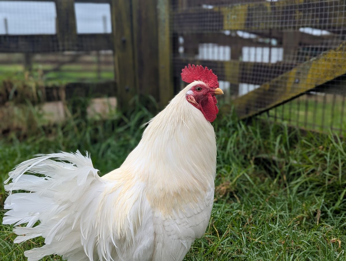 Gallery image: Chuck