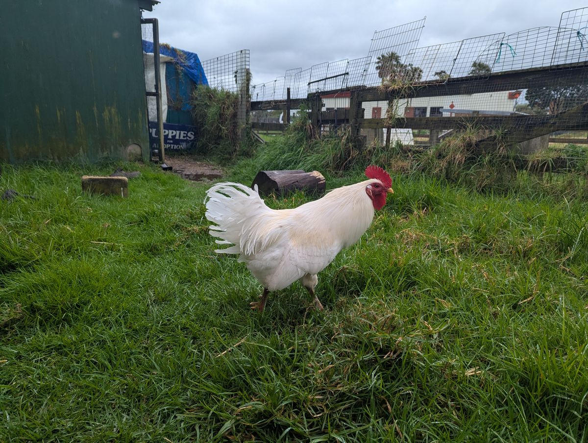 Gallery image: Chuck