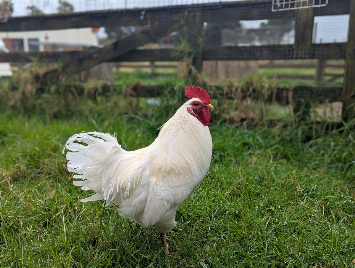 Gallery image: Chuck