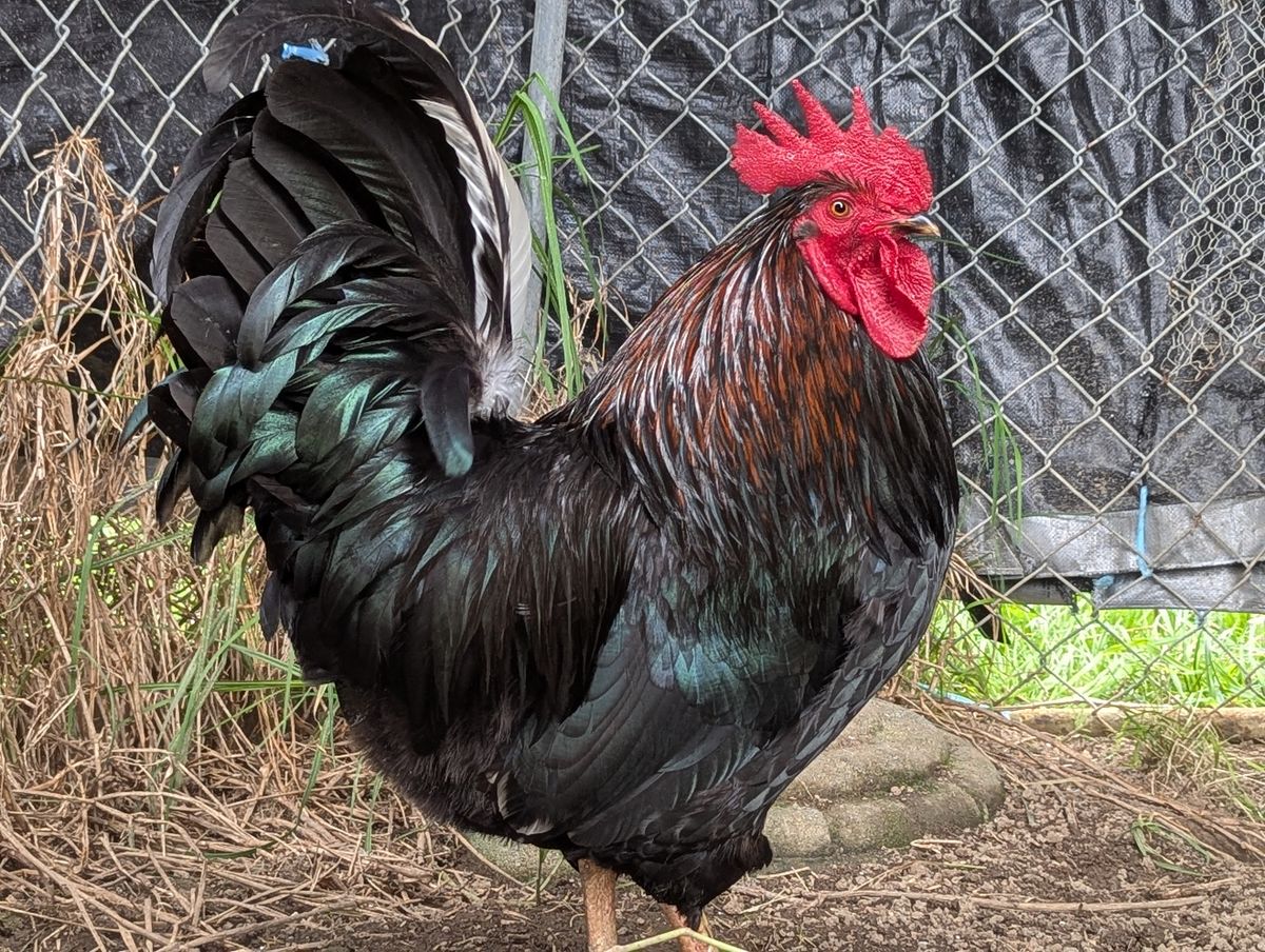 Gallery image: Steve