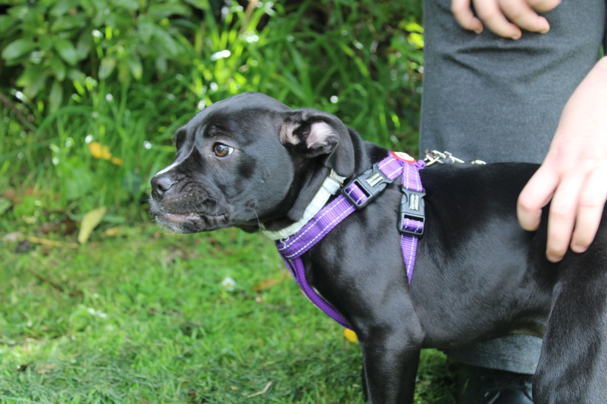 Gallery image: Kransky