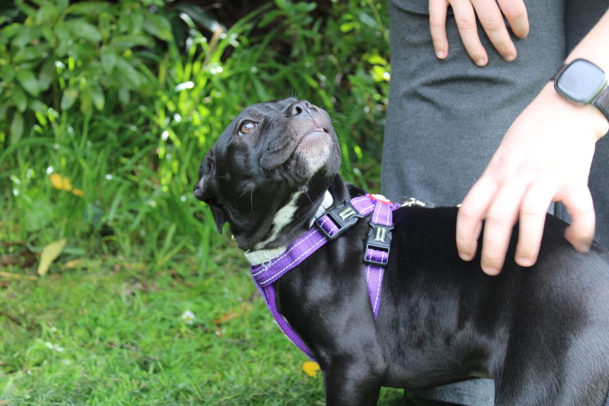 Gallery image: Kransky