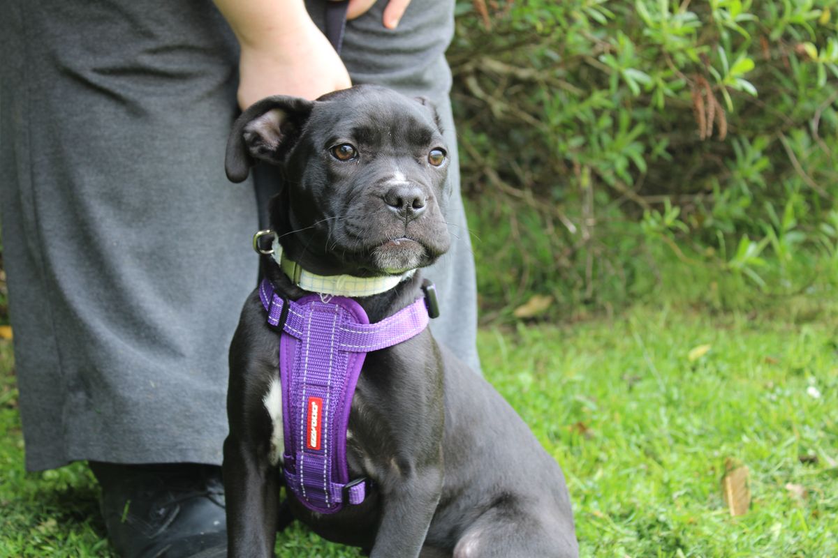 Gallery image: Kransky