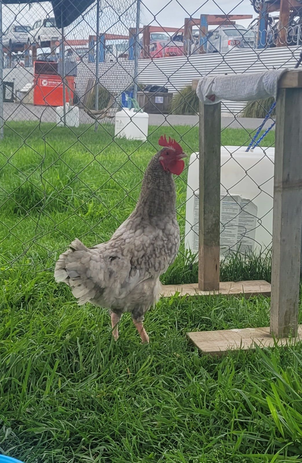 Gallery image: Lopê