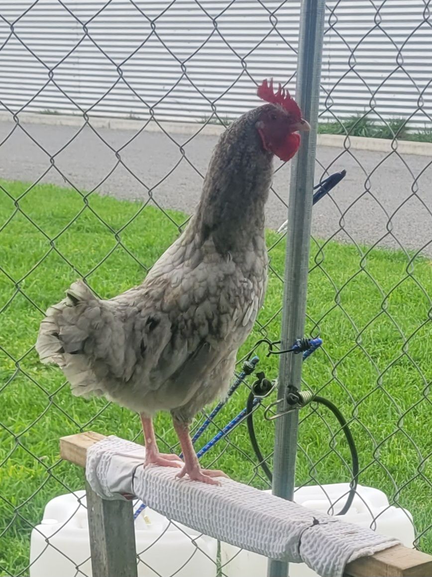 Gallery image: Lopê