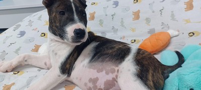 Odie - Medium Cross Breed