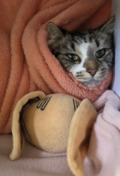 Amanda - Domestic Medium Hair