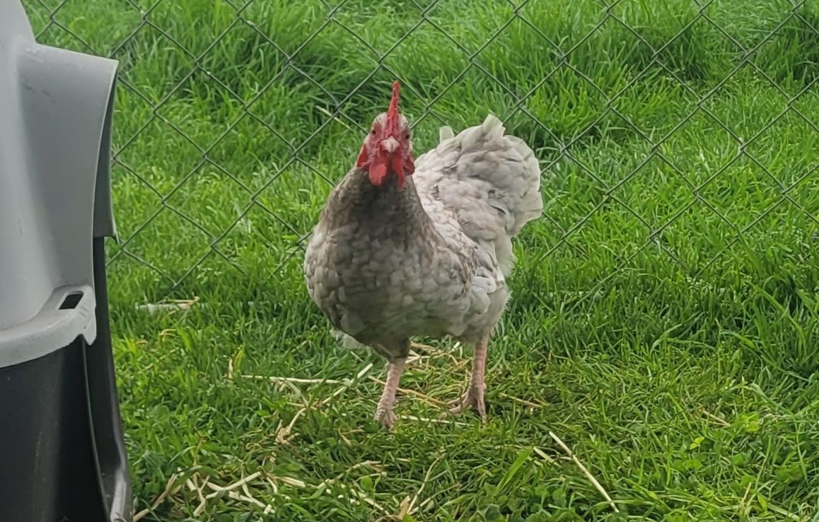 Gallery image: Lopê