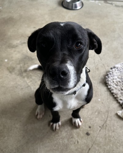 Dougal - Border Collie