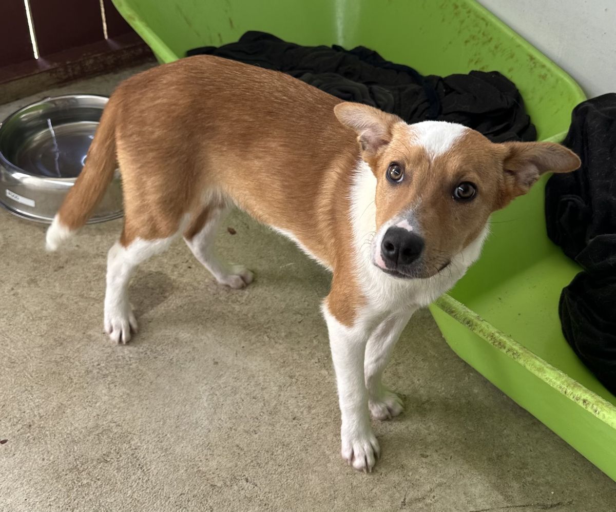 Gallery image: Fudge