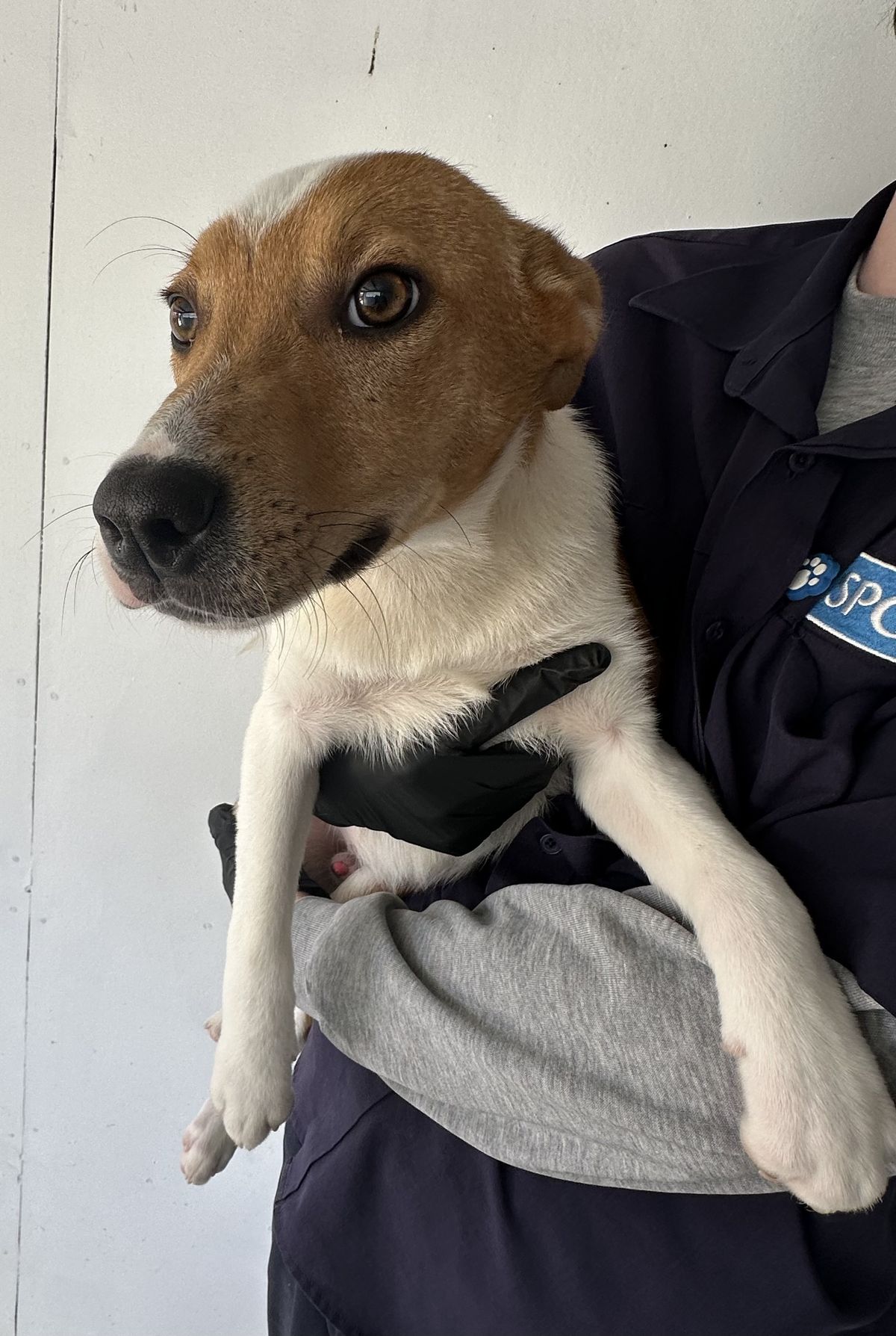 Gallery image: Fudge