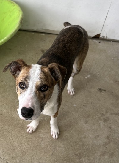 Feijoa  - Heading Dog