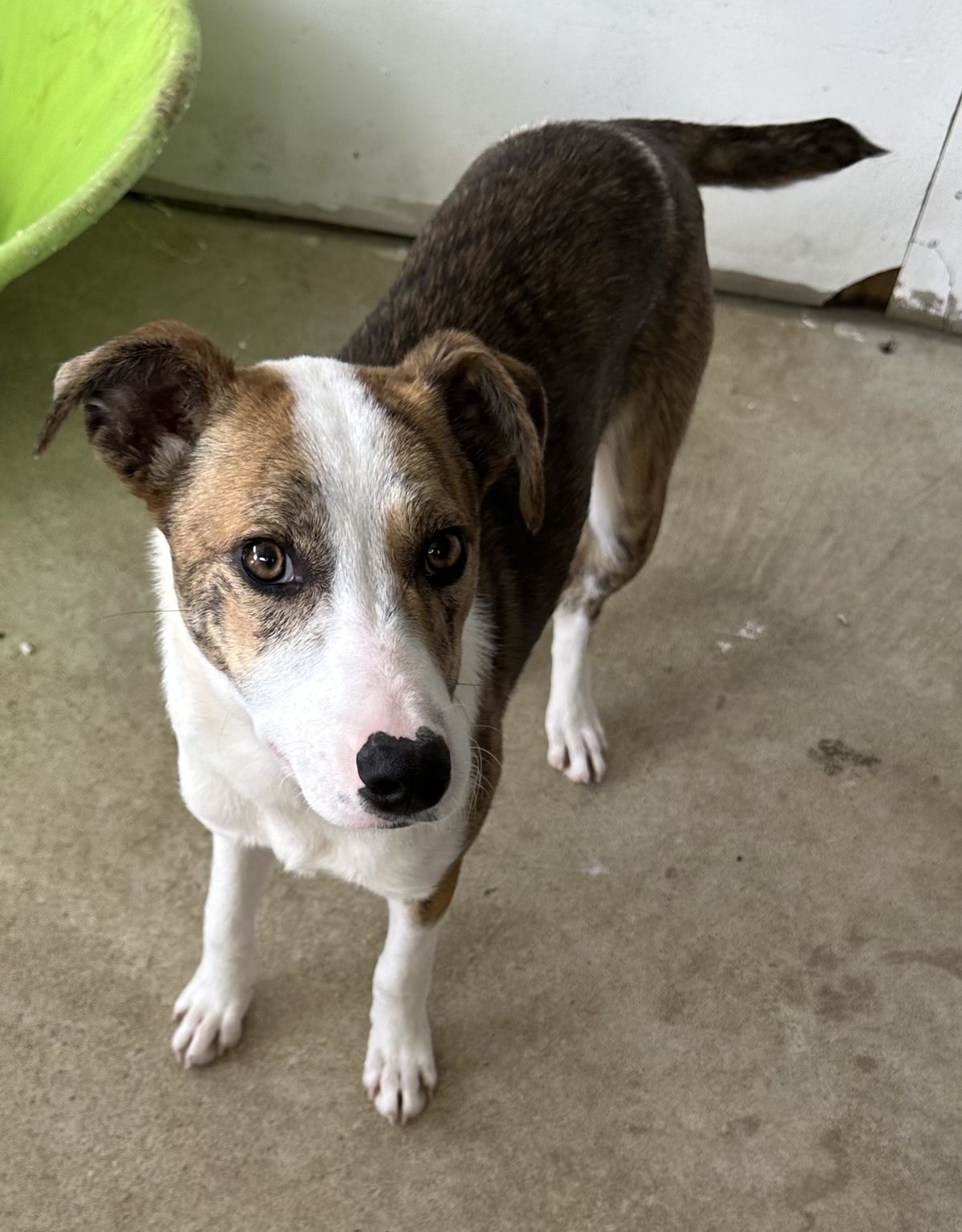 Gallery image: Feijoa 