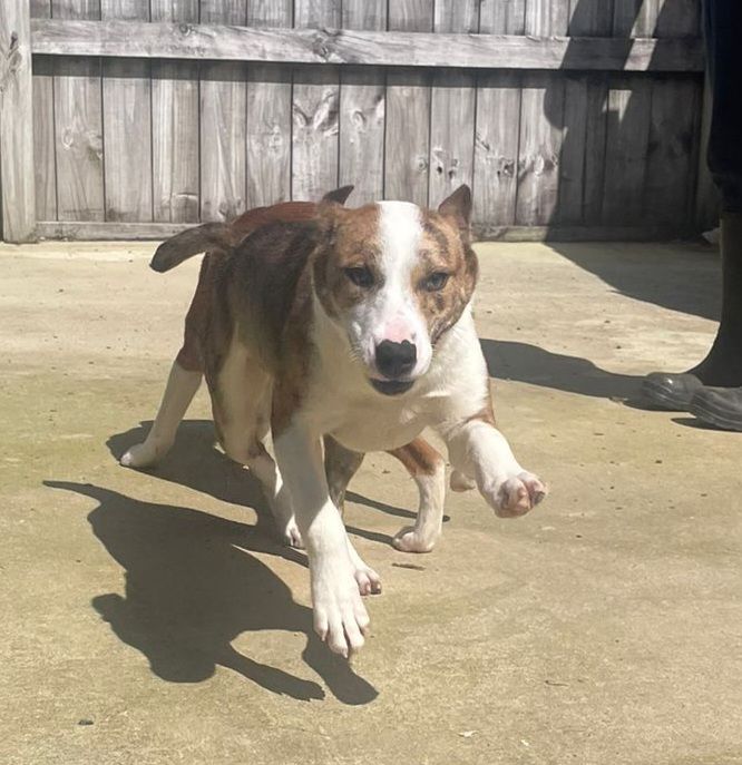 Gallery image: Feijoa 