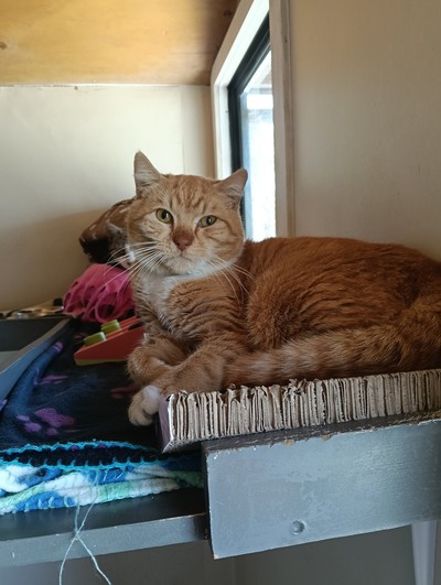 Bert - Domestic Short Hair