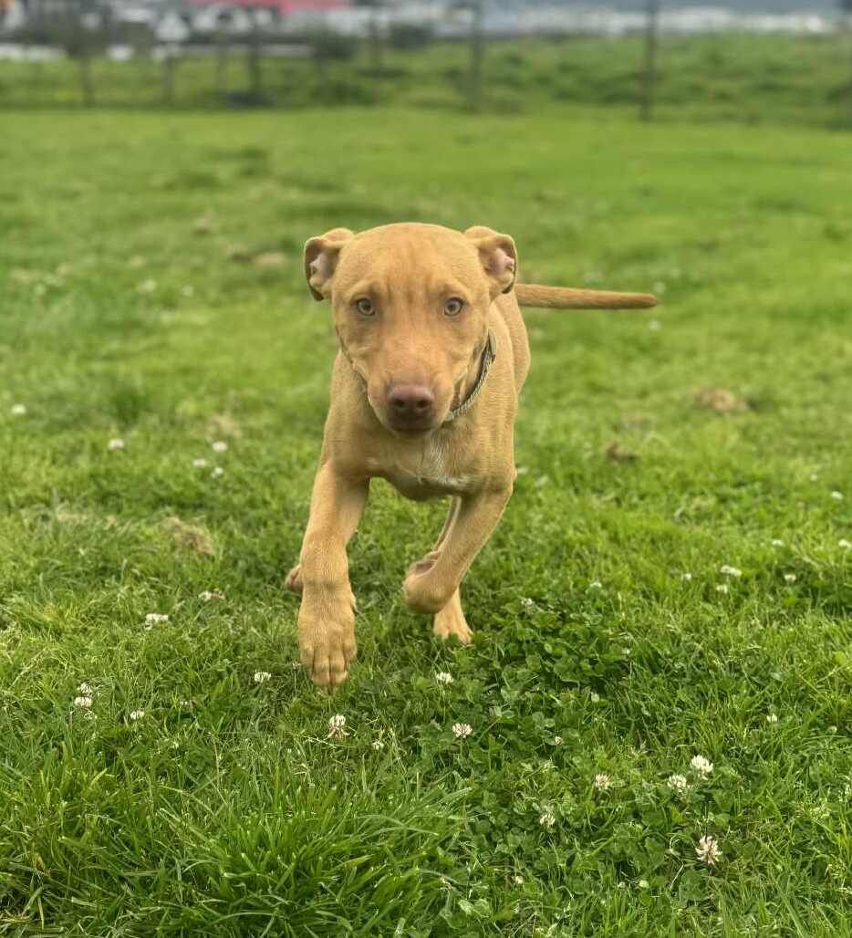 Gallery image: Dodge