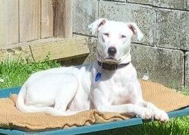 Gallery image: Yoshi