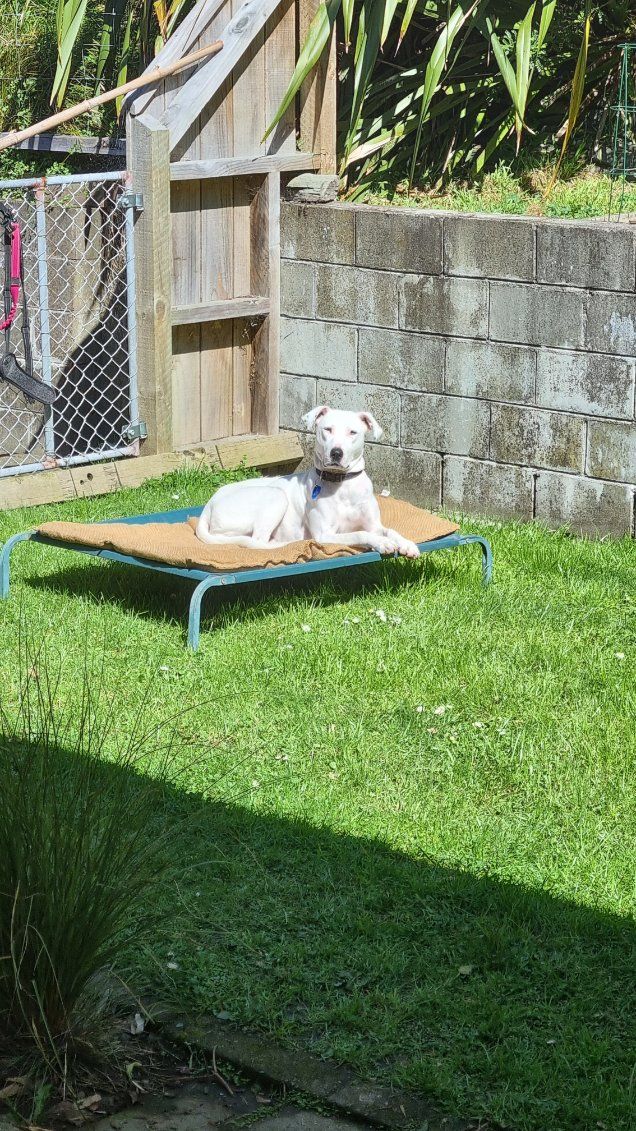 Gallery image: Yoshi