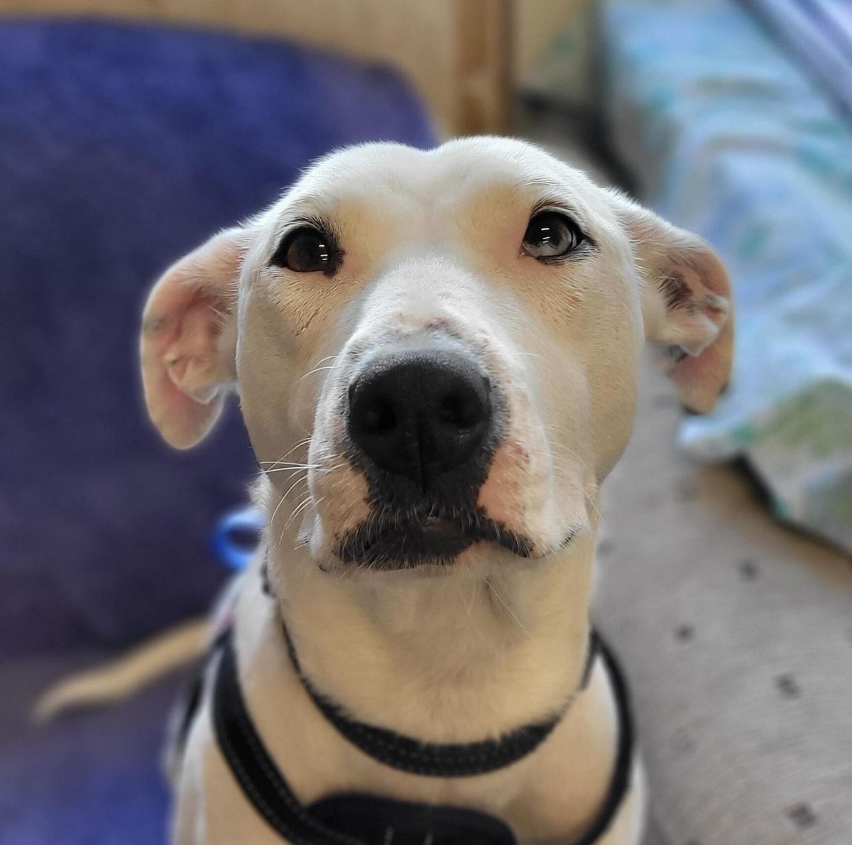 Gallery image: Yoshi