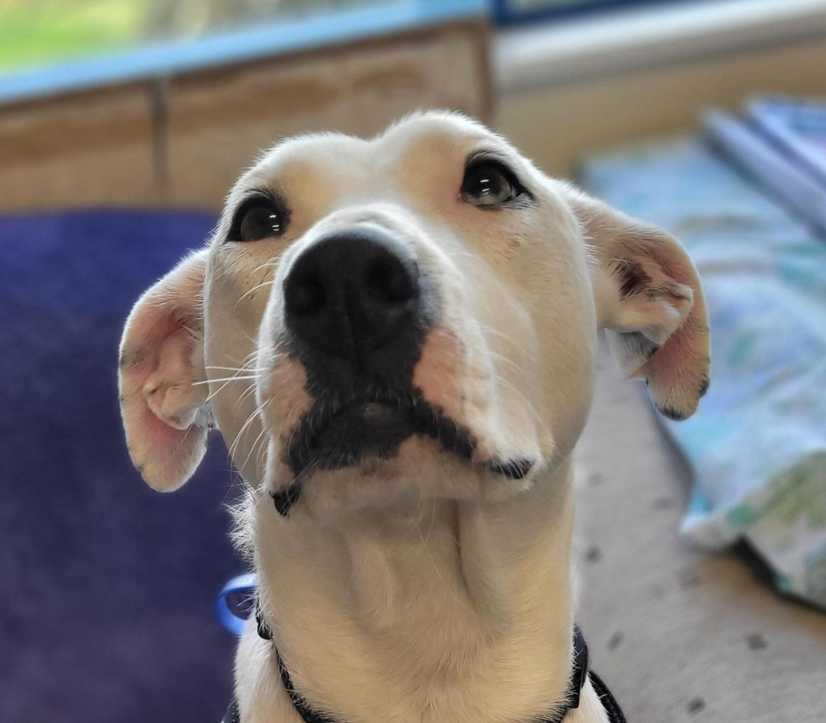 Gallery image: Yoshi