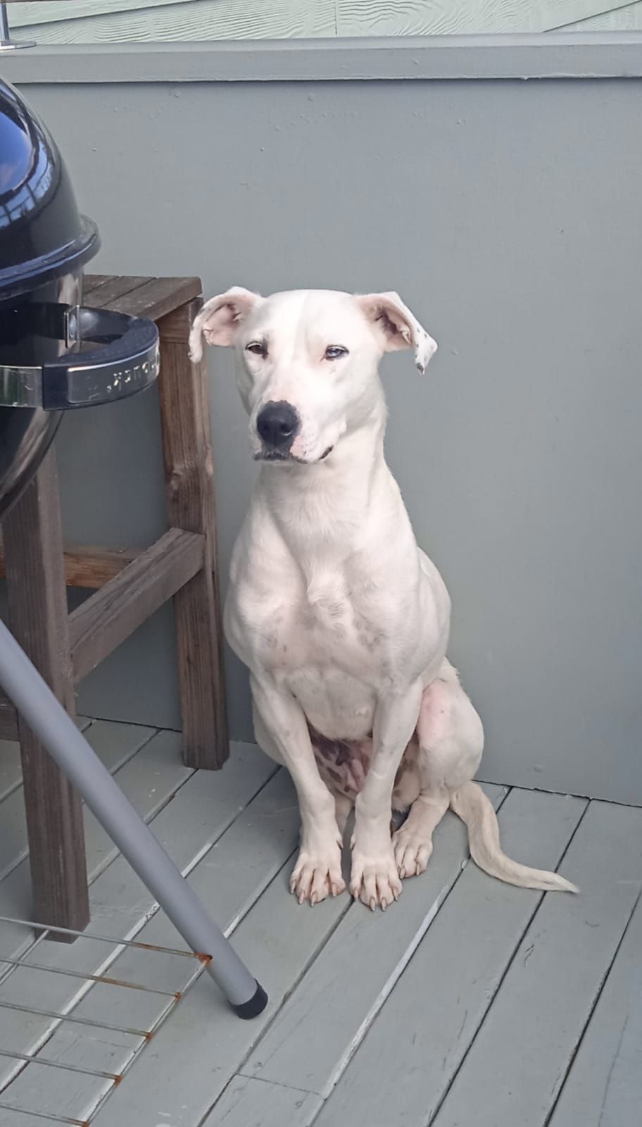 Gallery image: Yoshi