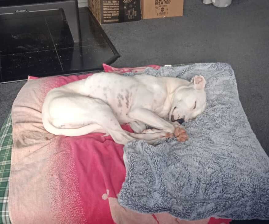 Gallery image: Yoshi