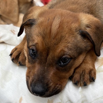 Prada - Large Cross Breed