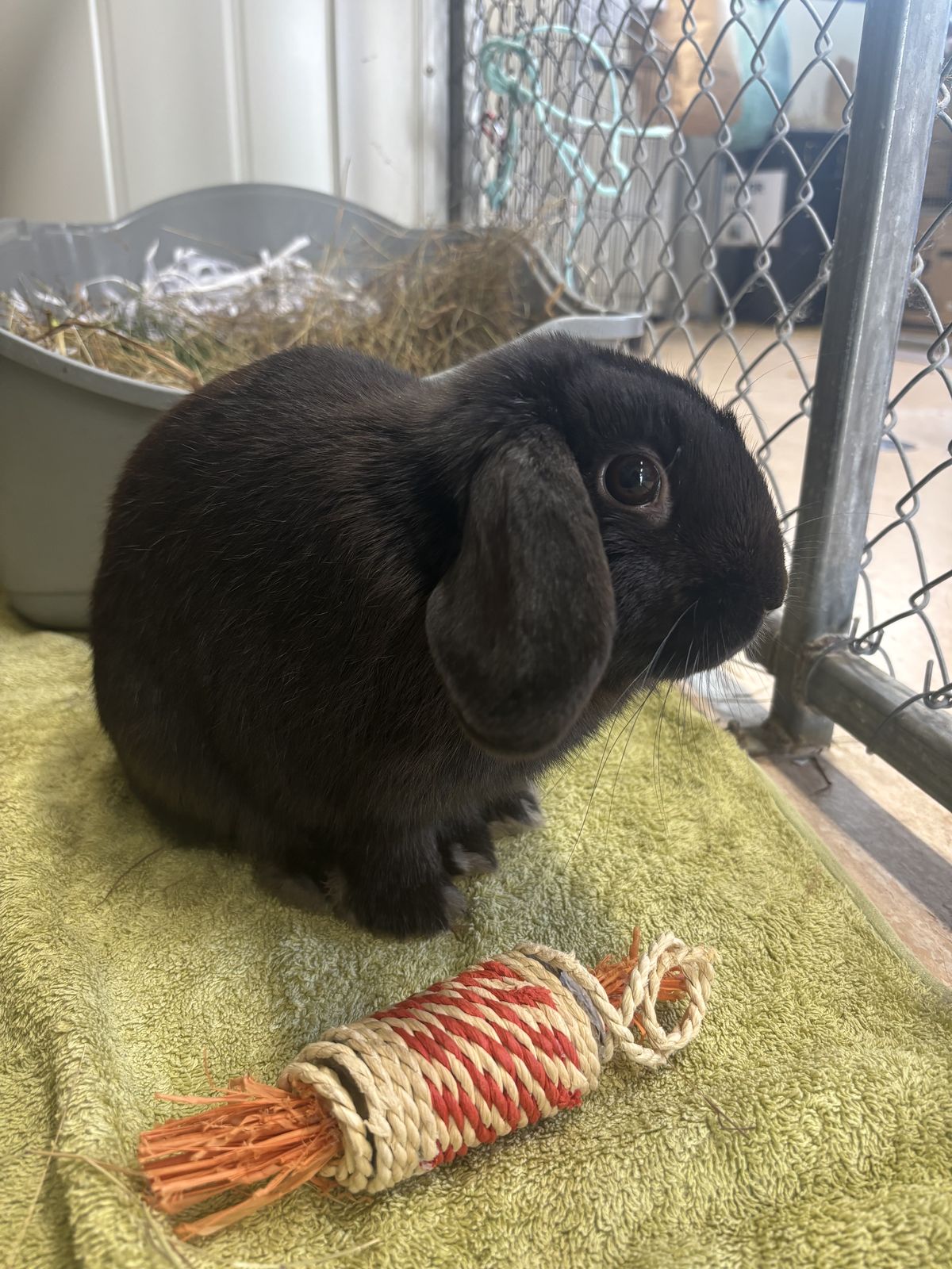 Gallery image: Randy