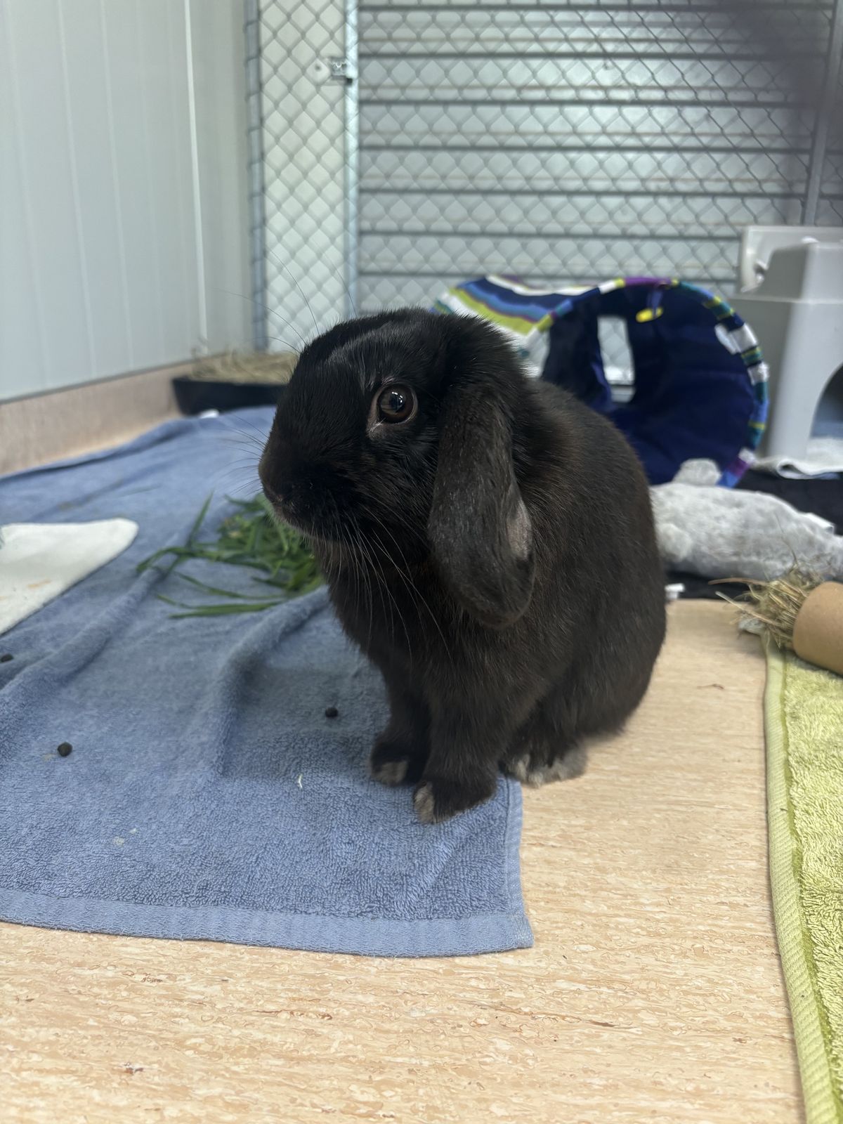 Gallery image: Randy