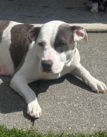 Gallery image: Moo-Moo