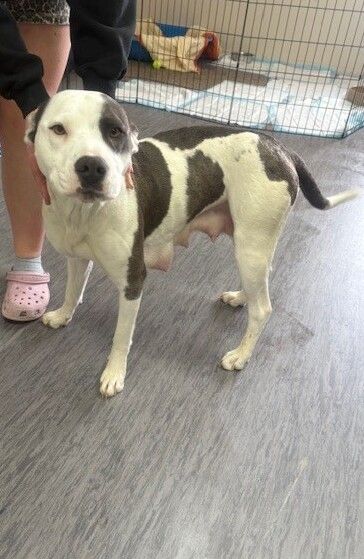 Gallery image: Moo-Moo