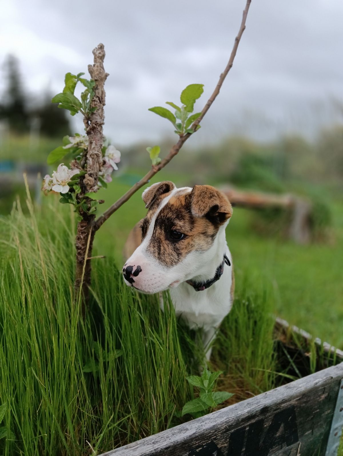 Gallery image: Dutchess