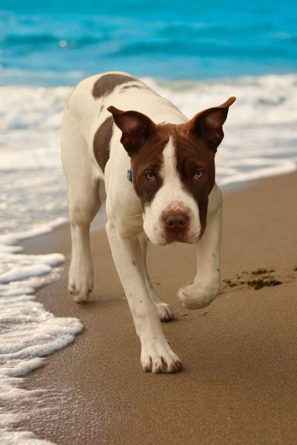 Gallery image: Teddy