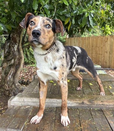 Diego - Catahoula