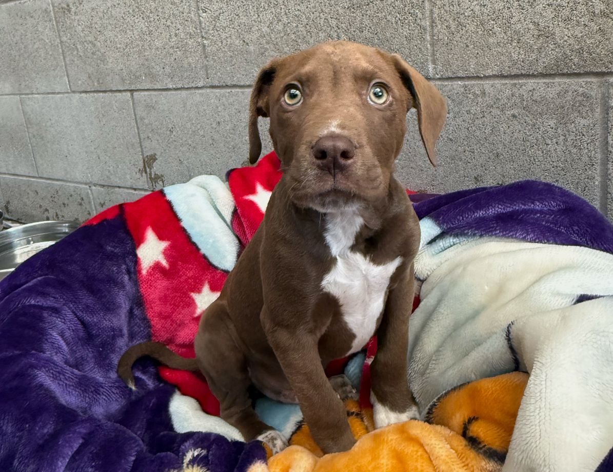 Gallery image: Rocky