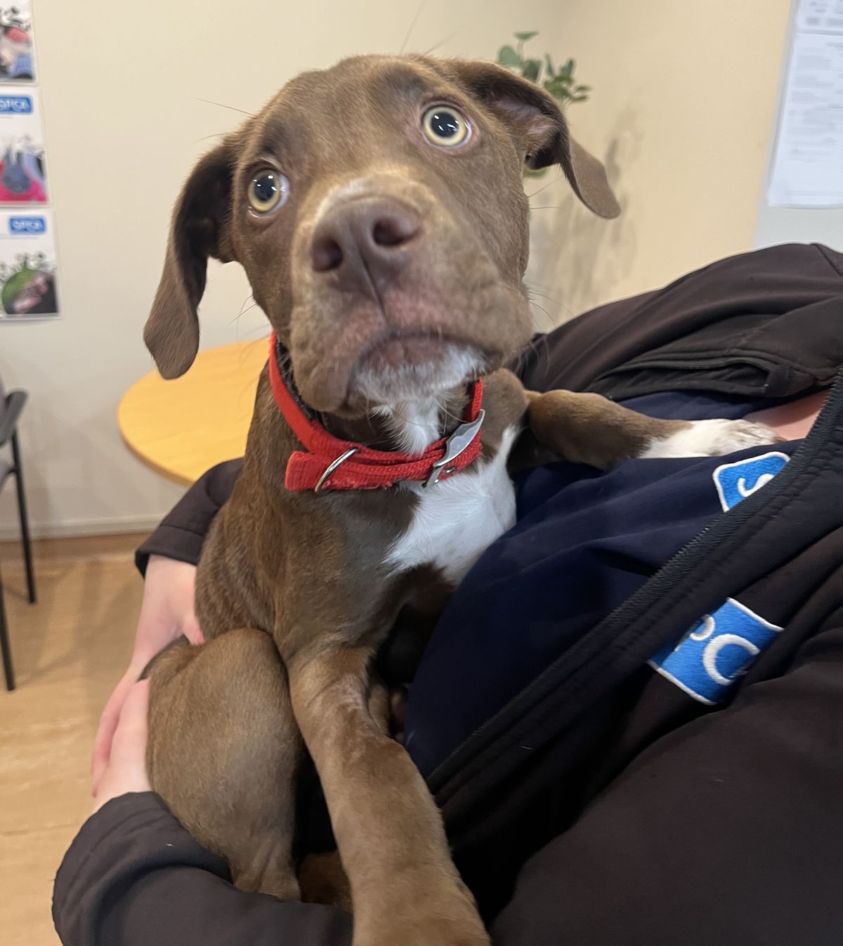 Gallery image: Rocky