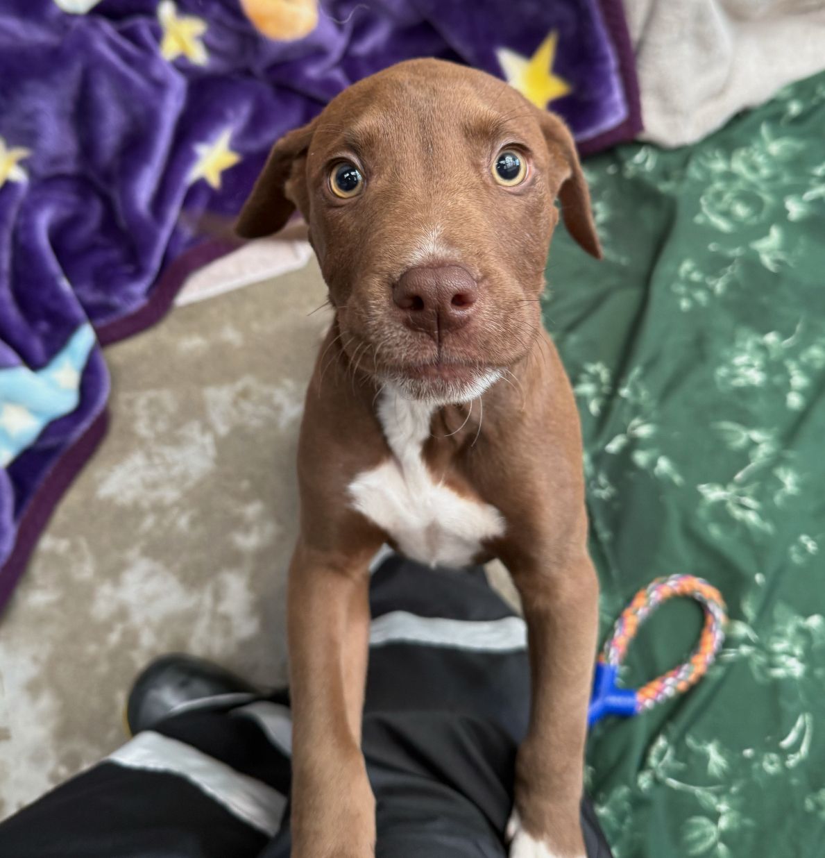 Gallery image: Rocky