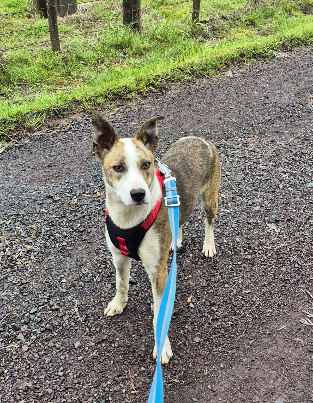 Gallery image: Feijoa 