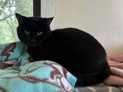 Marmite - Domestic Short Hair