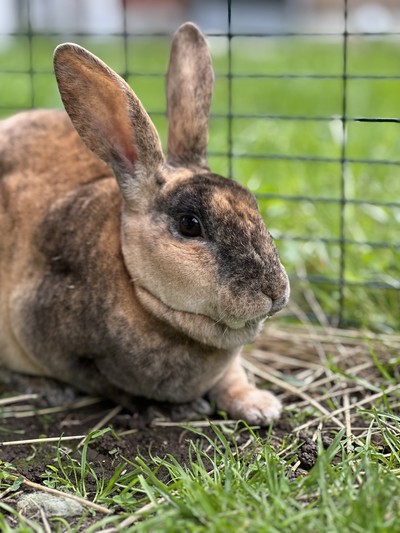 Madam Violette Pawsbury - Rex