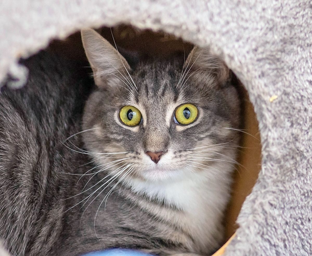 Gallery image: Colin